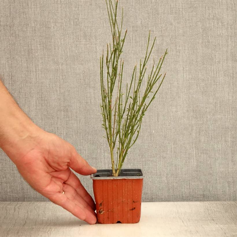 Genêt à balais - Cytisus scoparius Luna Godet de 8/9 cm - Image 2