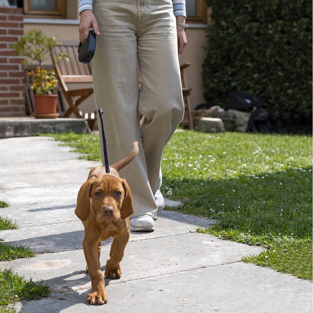 Ferplast - Ferplast Laisse Chien Enrouleur FLIPPY ONE, Laisse pour Chiens de Taille Moyenne jusqu'à 20 Kg. Cordon Extensible max 5 m. Bouton unique pour - Imagen 3