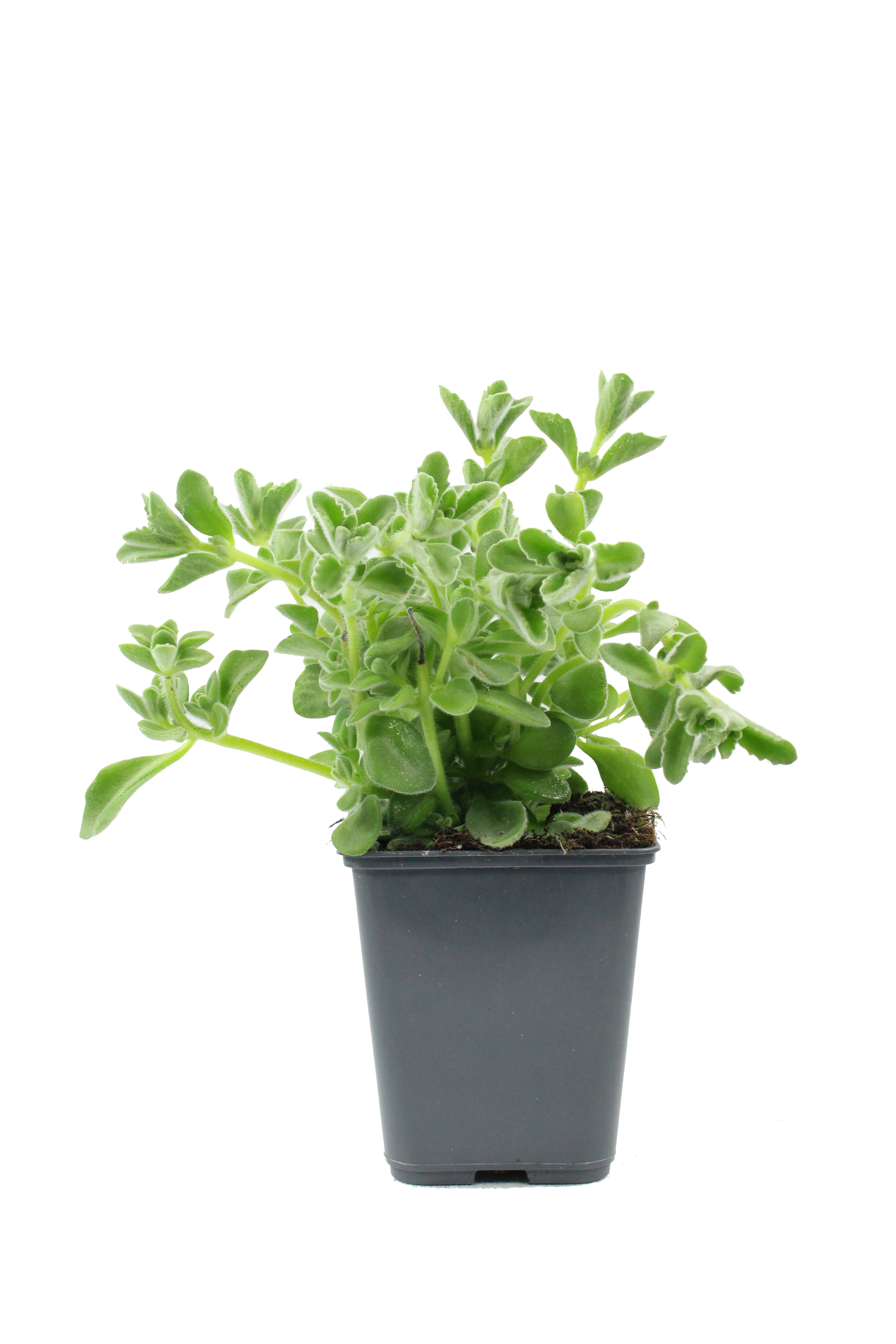 Plant de Thym antillais pot 1 litre