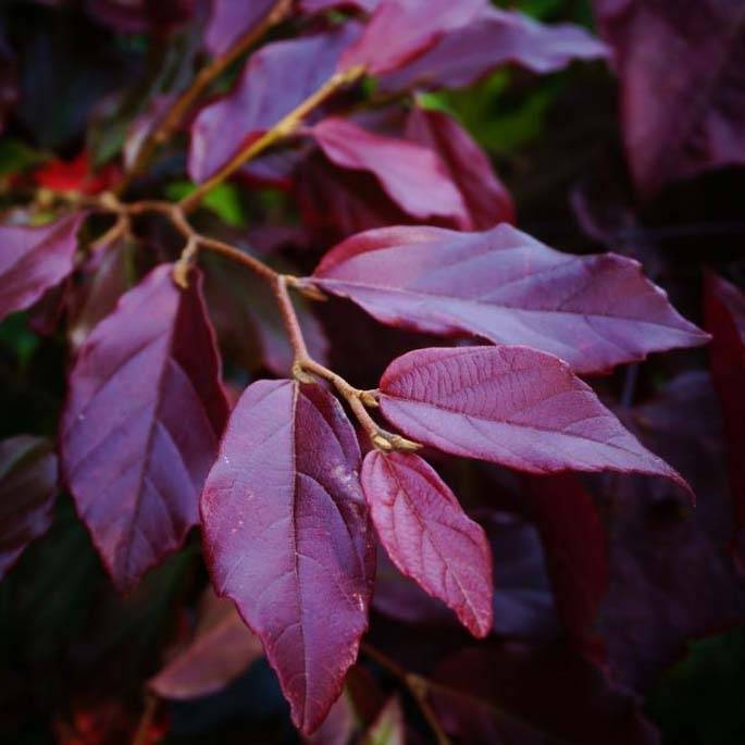 Promesse de Fleurs - Sycoparrotia semidecidua Purple Haze  Pot de 12L/15L - Image 1