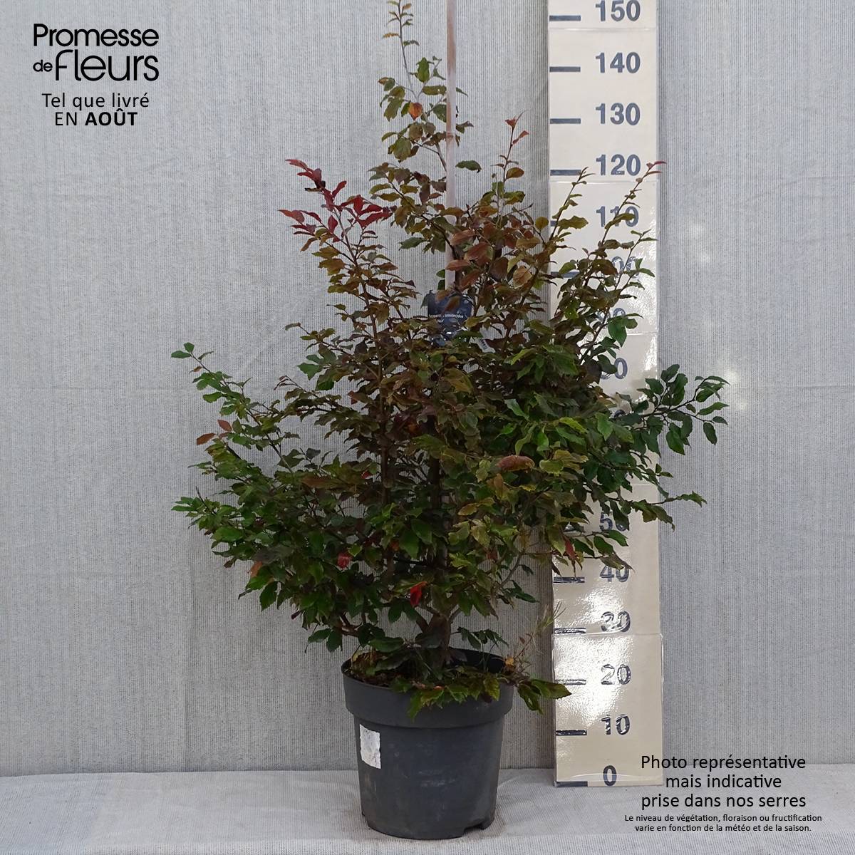 Promesse de Fleurs - Sycoparrotia semidecidua Purple Haze  Pot de 12L/15L - Image 2