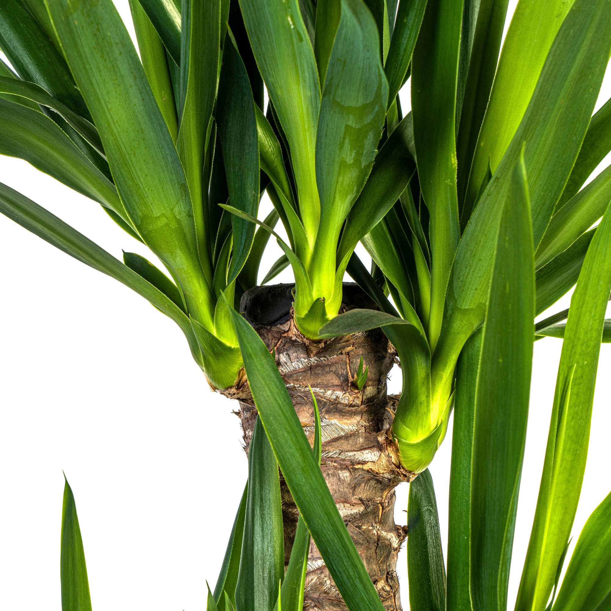 La Green Touch - Yucca Elephantipes - H120cm - Image 2