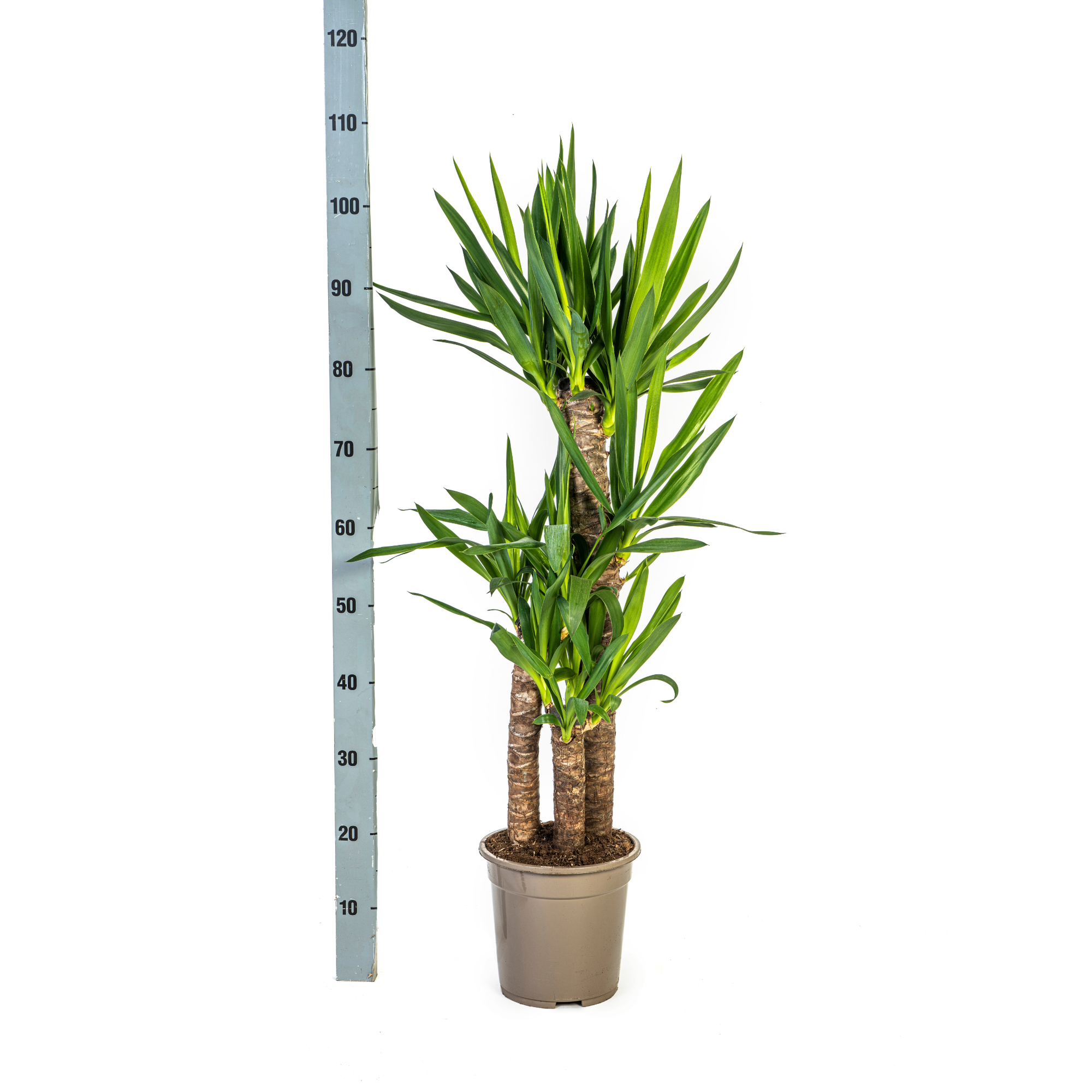 La Green Touch - Yucca Elephantipes - H120cm - Image 3