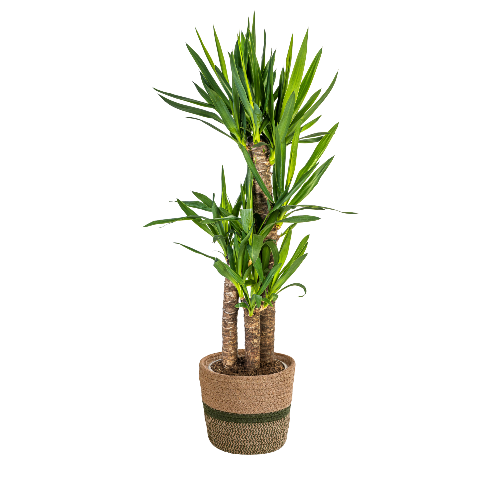 La Green Touch - Yucca Elephantipes - H120cm - Image 4