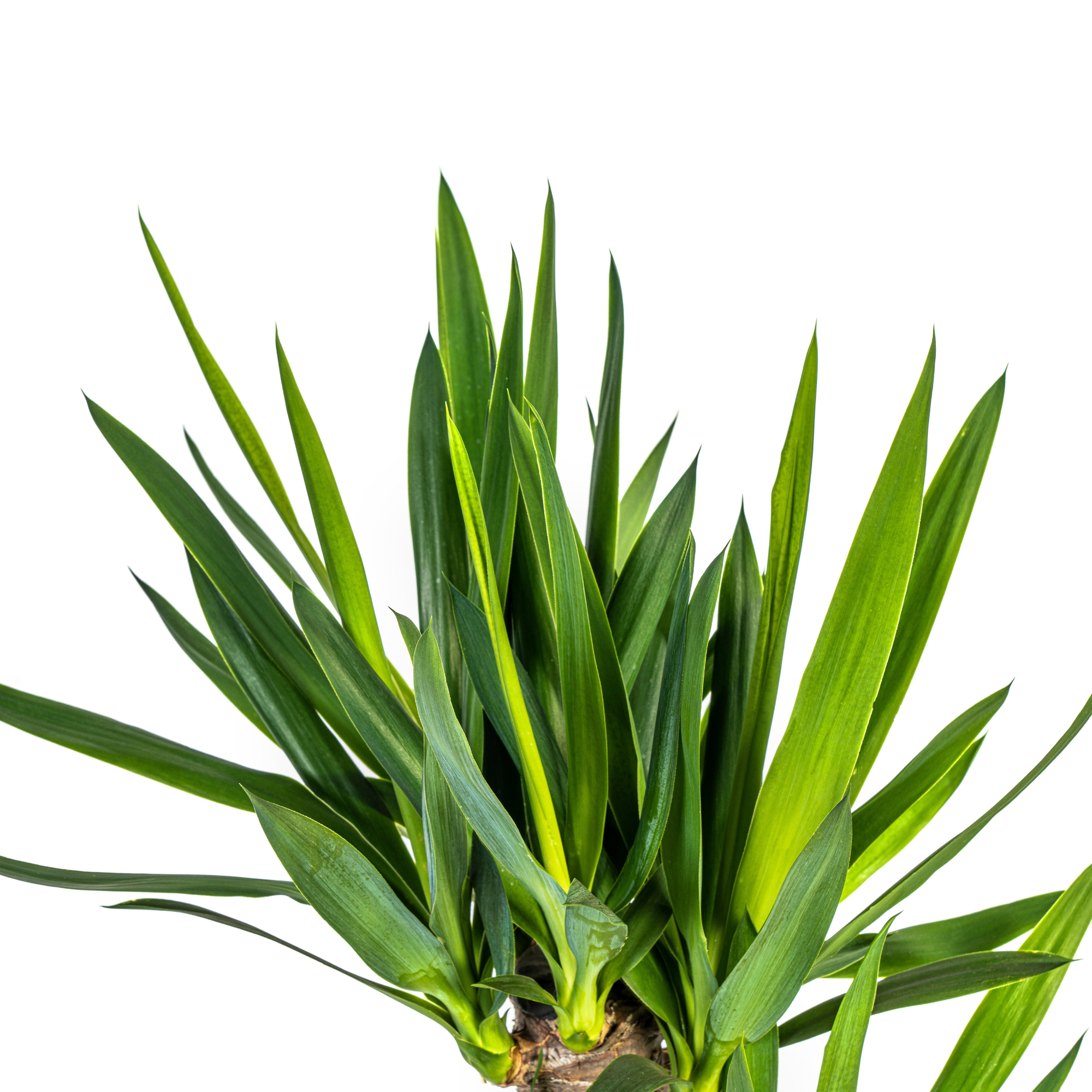 La Green Touch - Yucca Elephantipes - H120cm - Image 5
