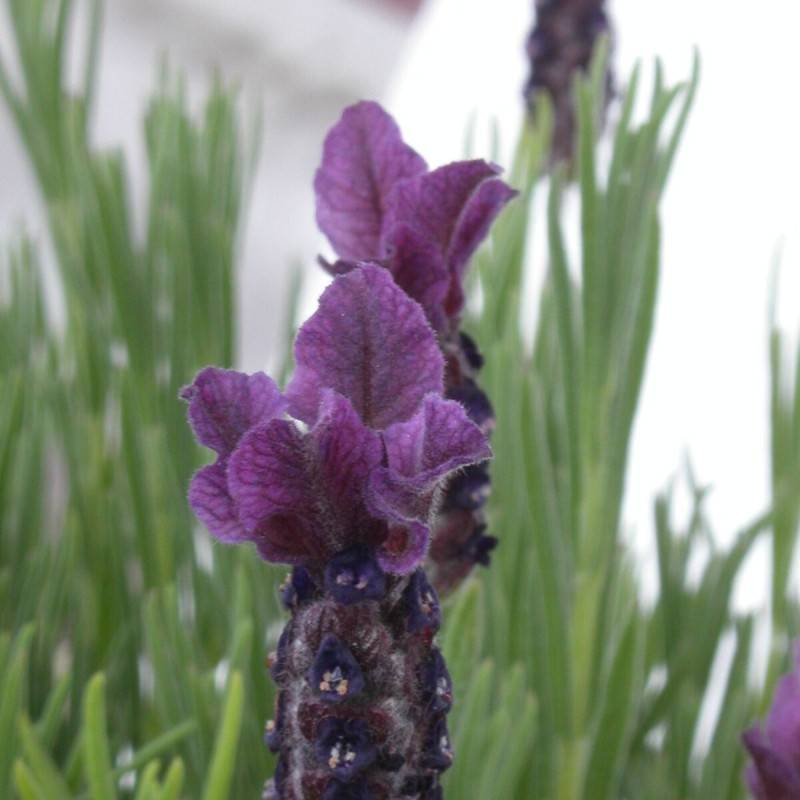 Lavande papillon Regal Splendour à fleurs Violette/ - feuillage Persistant - Pot de 3L - 20/40 cm - Imagen 6