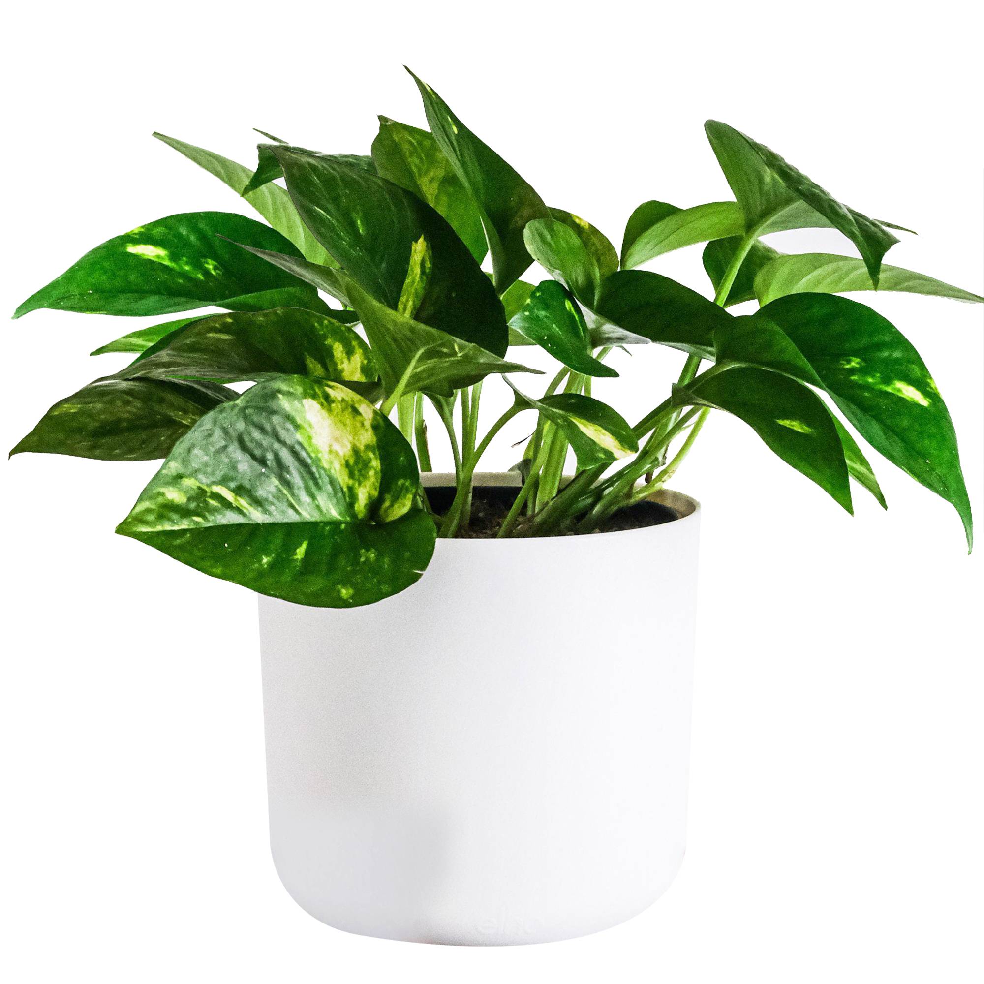 Gardenersdream - Epiremnum Pinnatum Aureum | Plante De Maison Lierre Du Diable Avec Panier Suspendu 15 Cm - GardenersDream - Imagen 1