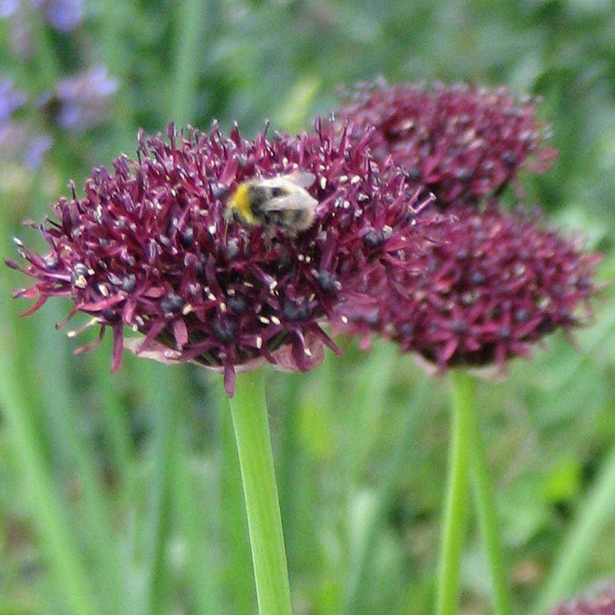 Promesse de Fleurs - Ail d'ornement - Allium atropurpureum Bulbe calibre 8+ (par 10)