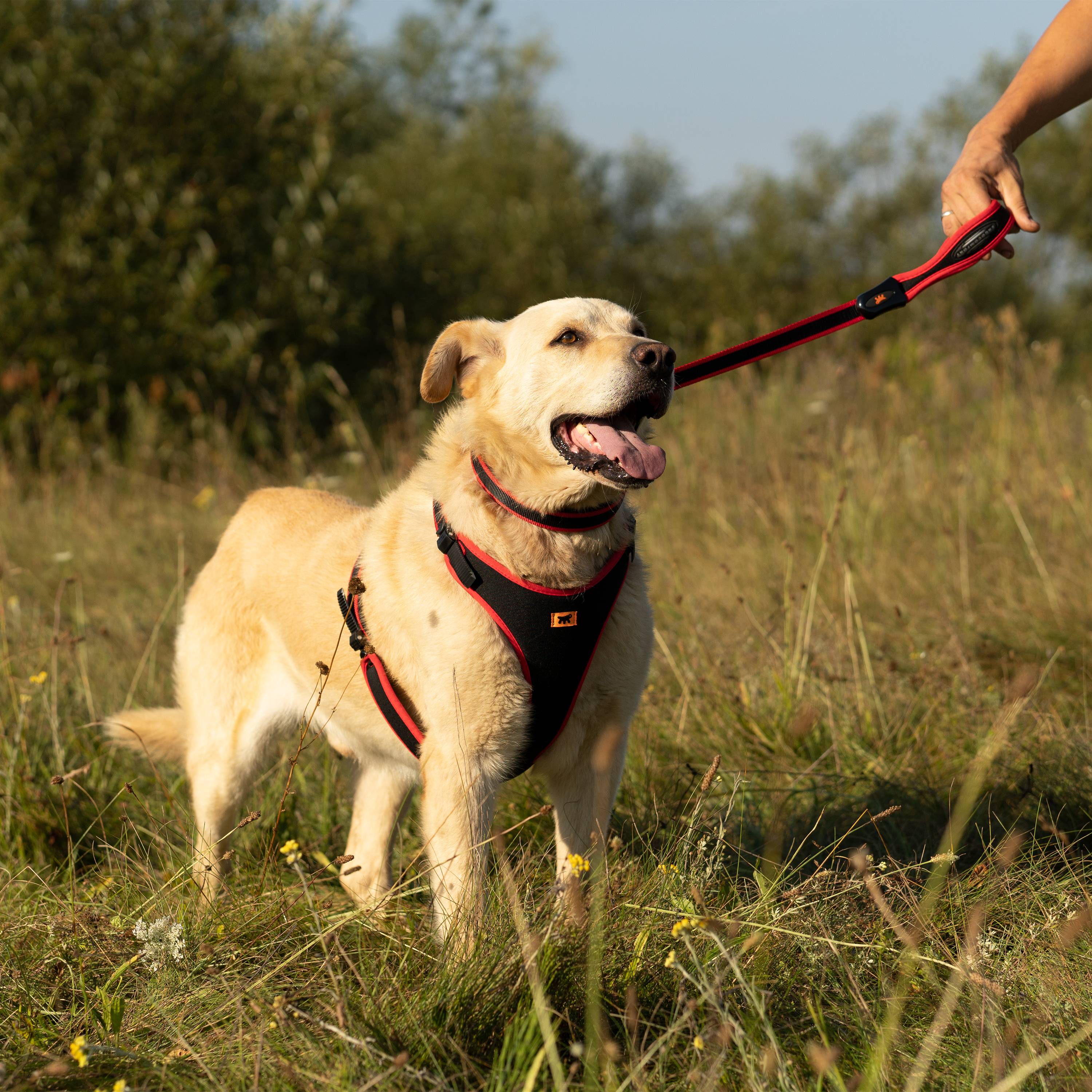 Ferplast - Ferplast Collier Chien ERGOCOMFORT C15/33 Collier pour chien de grande taille, fermeture avec micro-ajustement, rembourrage doux, dégagement rapide, - Imagen 4