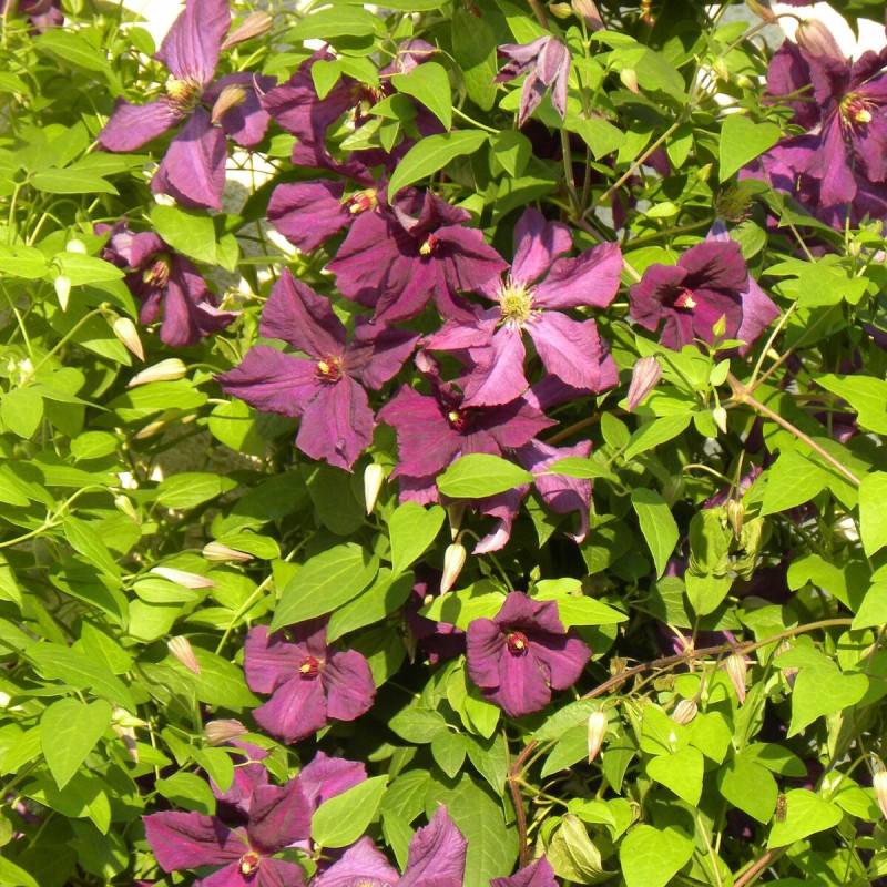 Clématite viticella Polish Spirit à fleurs Violette/ - feuillage Caduc - Godet - 5/20 cm - Imagen 2