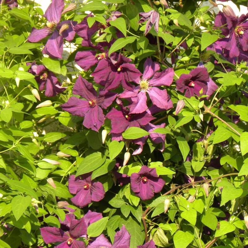 Clématite viticella Polish Spirit à fleurs Violette/ - feuillage Caduc - Godet - 5/20 cm - Imagen 1