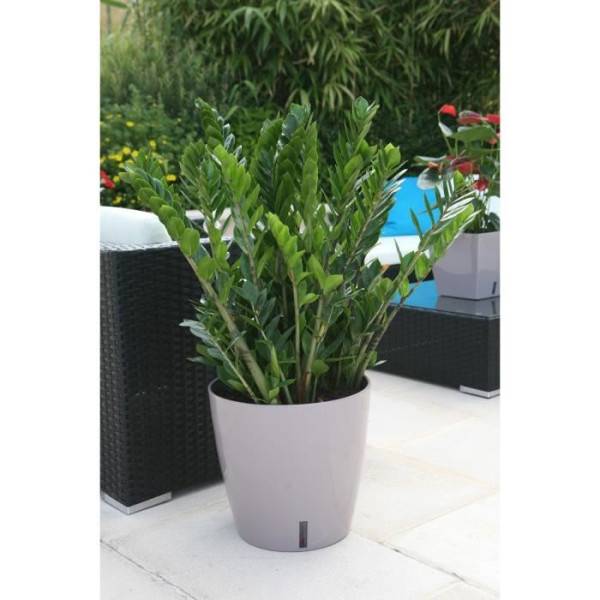 Riviera - Riviera Pot Rond Eva New En Plastique - O 46 Cm - 49 L - Taupe - Imagen 2