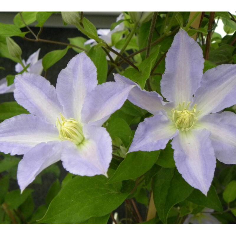 Clématite Spotlight® 'Zo08160' à fleurs Bleue - feuillage Caduc - Pot de 2L - Tuteur bambou 60/90 cm-  hauteur à maturité De 1,00 m à 1,50 m - Imagen 5