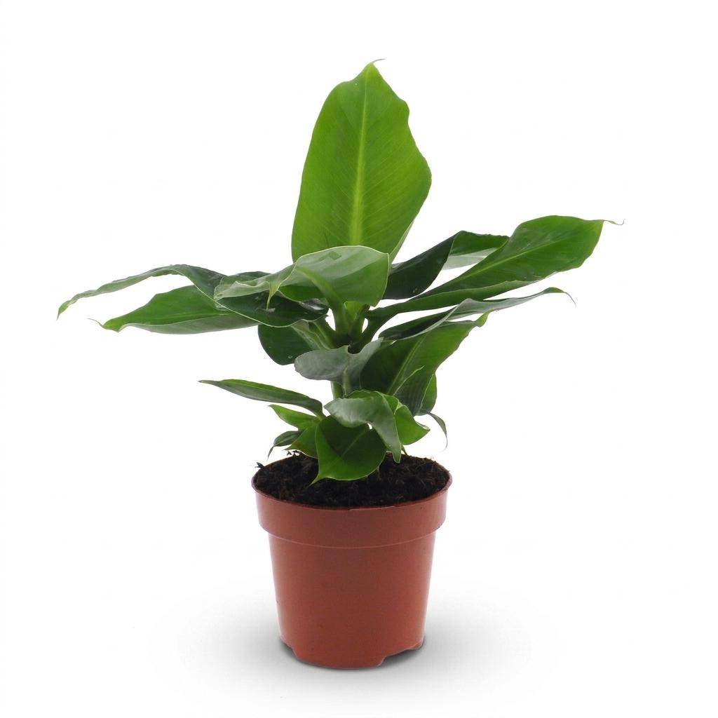 La Green Touch - Musa Oriental Dwarf - Bananier nain - Pot Ø12 cm, H 30 cm - Image 2