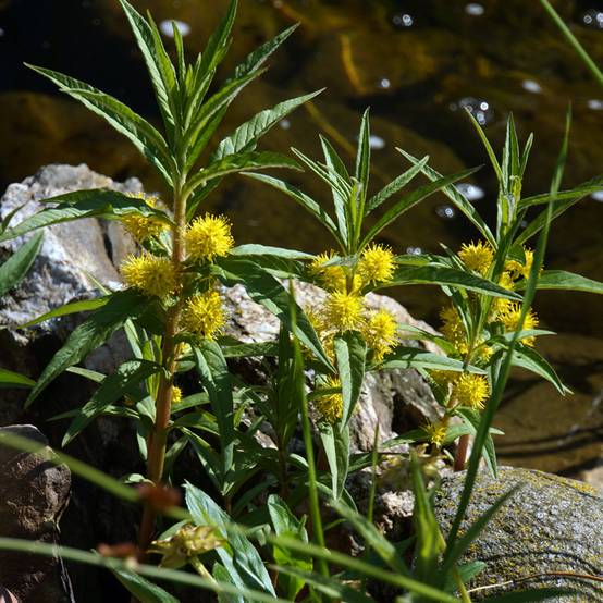 Lysimachia thyrsiflora - Lysimaque à fleurs en thyrse Godet de 8/9 cm