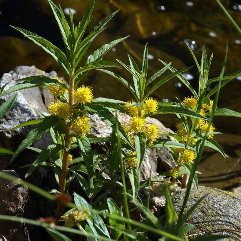 Lysimachia thyrsiflora - Lysimaque à fleurs en thyrse Godet de 8/9 cm