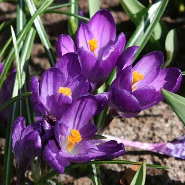 Promesse de Fleurs - Crocus Mammouth Flower Record Bulbe calibre 7/8 (par 25)
