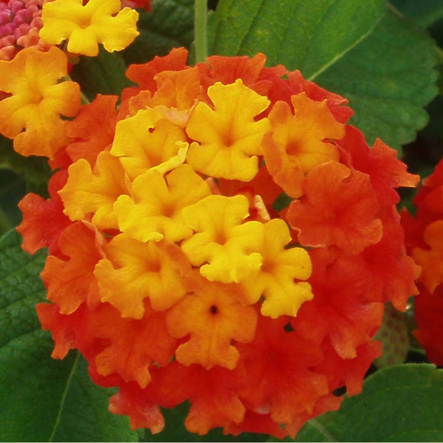 Lantana camara Evita Red imp. Mini-motte Ø 3/4 cm, Plant vert de 5 à 10 cm de haut (par 5)