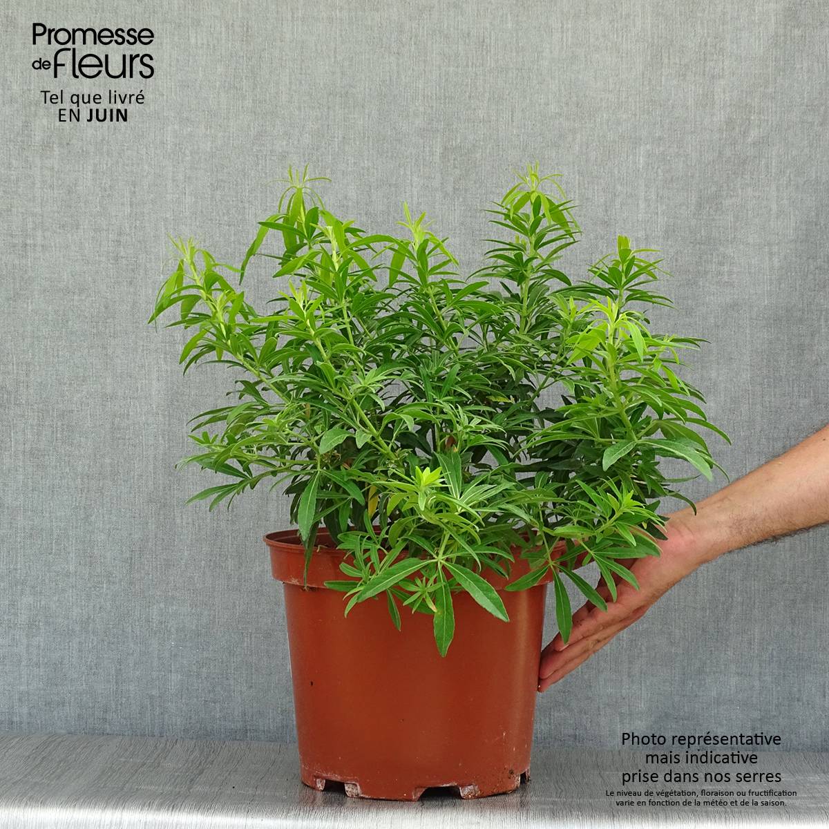 Promesse de Fleurs - Choisya Goldfinger - Oranger du Mexique Pot de 7,5L/10L - Image 2