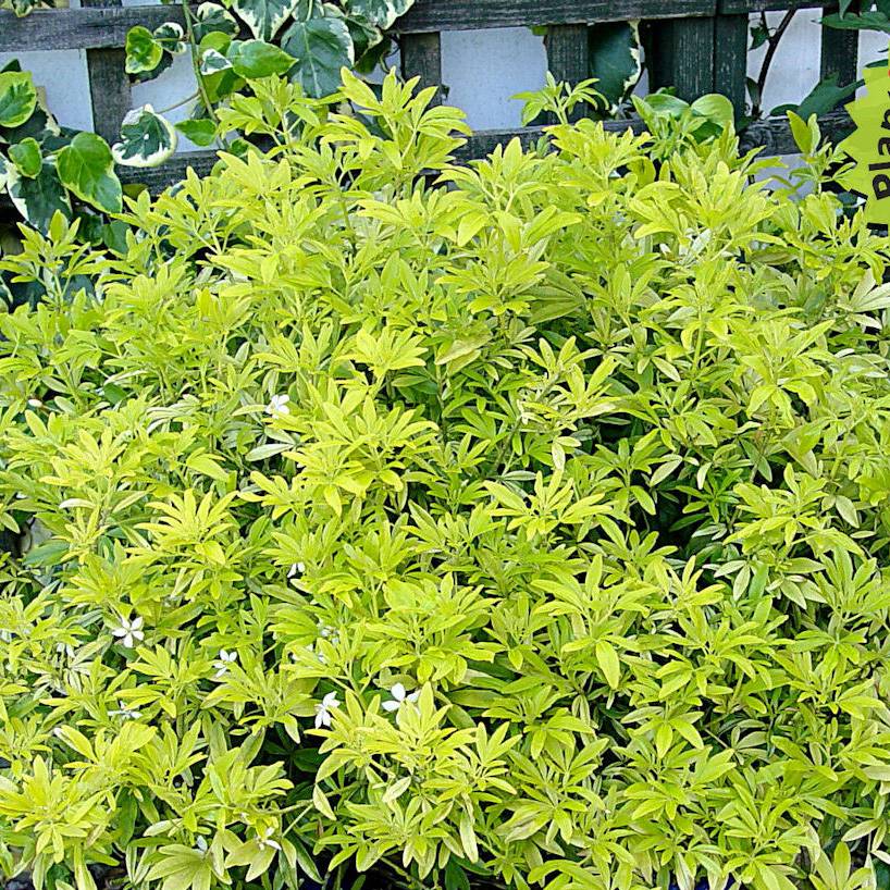 Promesse de Fleurs - Choisya Goldfinger - Oranger du Mexique Pot de 7,5L/10L