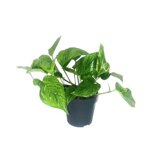 Scindapsus Pictus Trebie 20cm - Plante d'intérieur- La Green Touch - Image 2