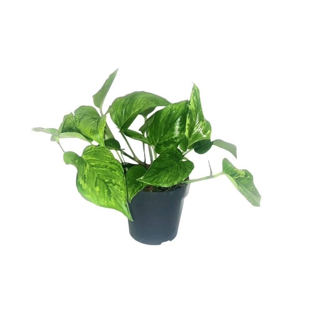 Scindapsus Pictus Trebie 20cm - Plante d'intérieur- La Green Touch - Image 2