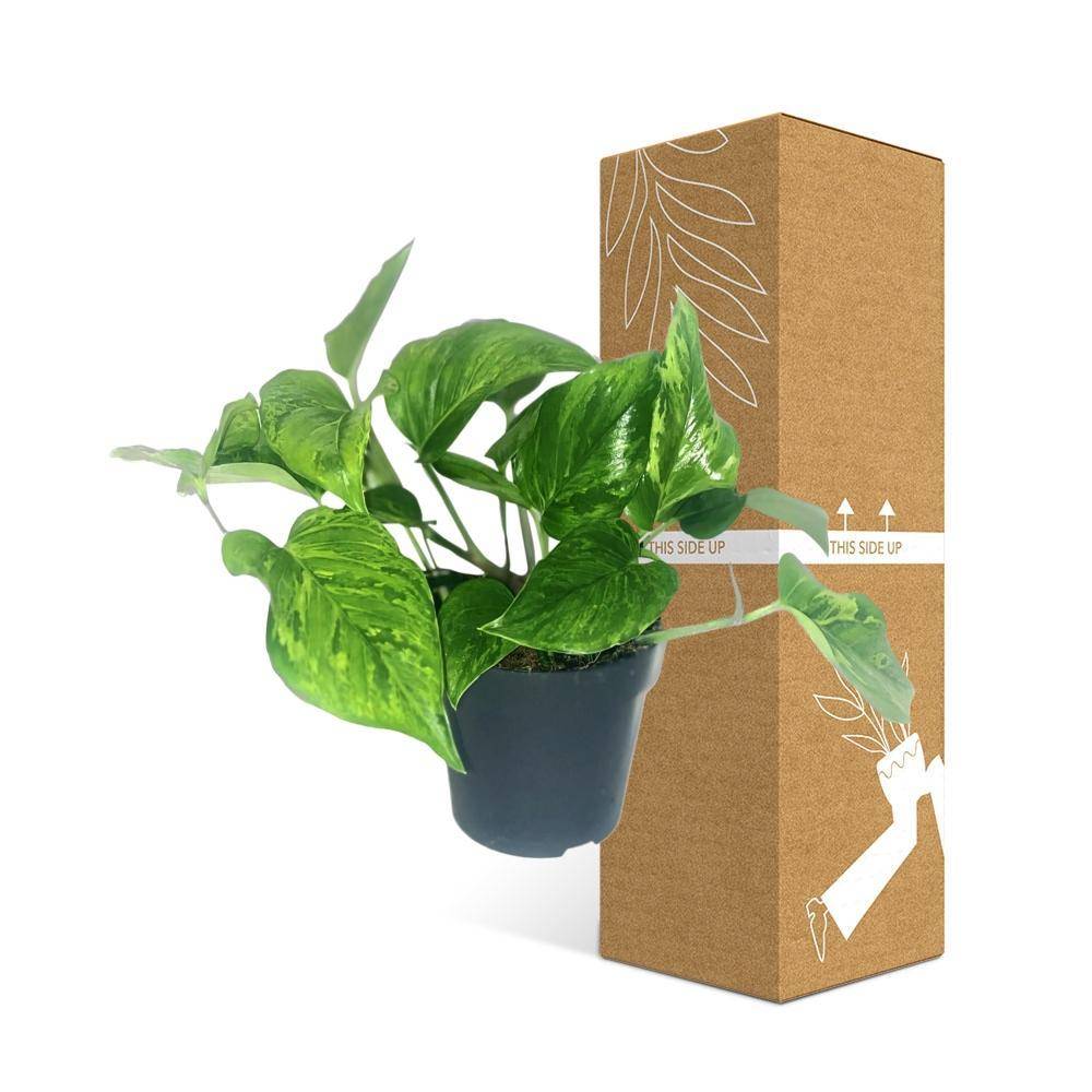 Scindapsus Pictus Trebie 20cm - Plante d'intérieur- La Green Touch - Image 4