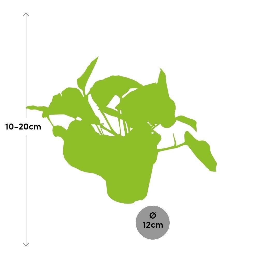 Scindapsus Pictus Trebie 20cm - Plante d'intérieur- La Green Touch - Image 3