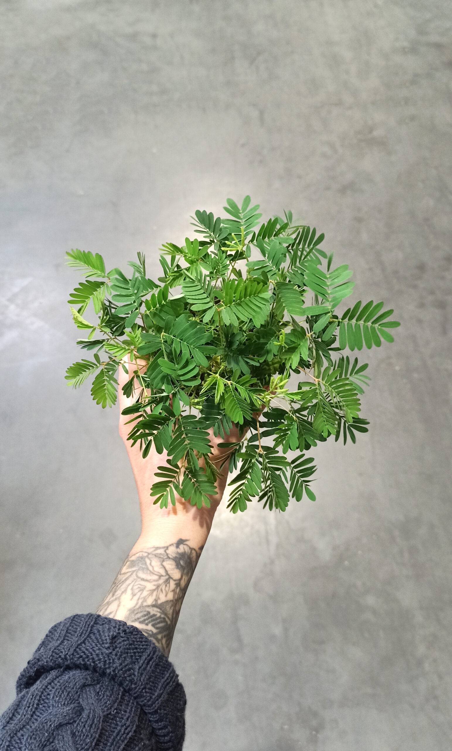 Mimosa Pudica - Plante sensitive - D. 9cm H. 10cm - Plante d'intérieur - IndoorPoppies - Image 1