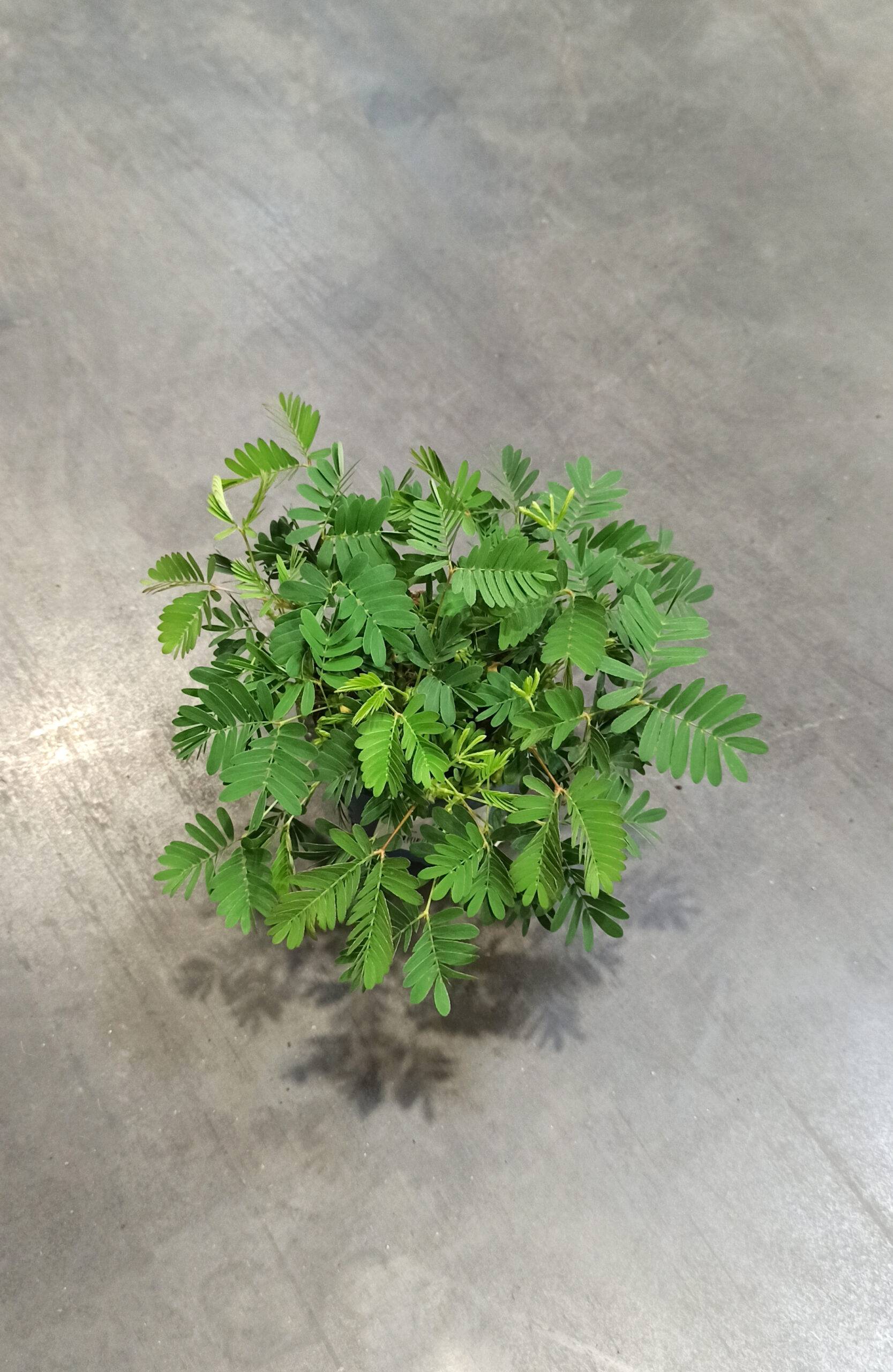 Mimosa Pudica - Plante sensitive - D. 9cm H. 10cm - Plante d'intérieur - IndoorPoppies - Image 5