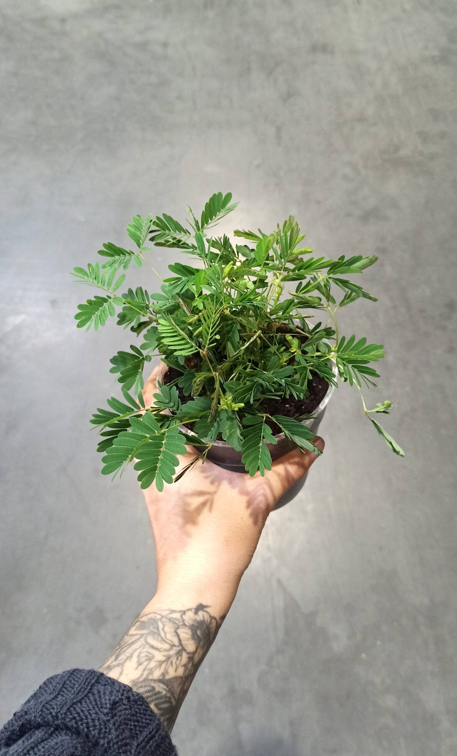Mimosa Pudica - Plante sensitive - D. 9cm H. 10cm - Plante d'intérieur - IndoorPoppies - Image 3
