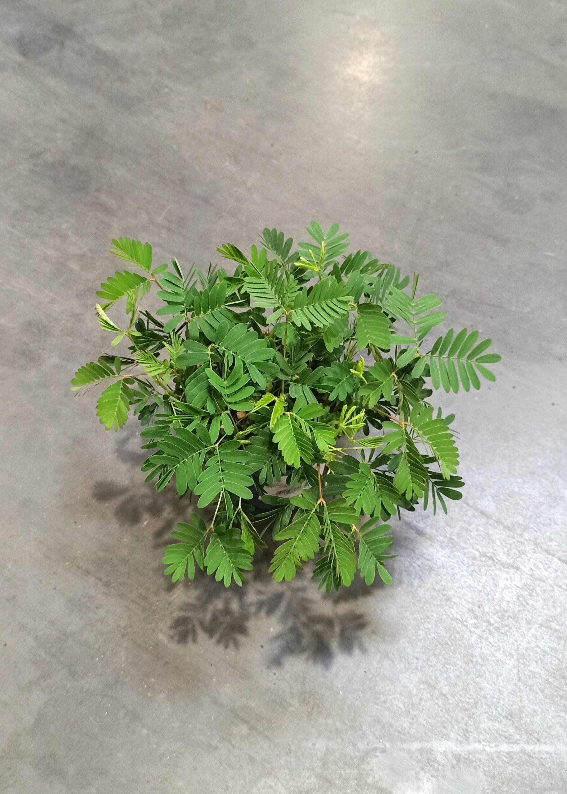 Mimosa Pudica - Plante sensitive - D. 9cm H. 10cm - Plante d'intérieur - IndoorPoppies - Image 4