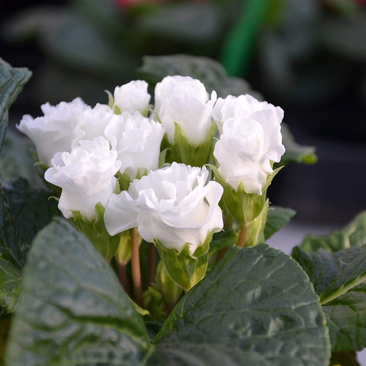Promesse de Fleurs - Primevère Rosebud F1 White - Primula vulgaris Mini-motte Ø 1,5/2,5 cm (par 5)