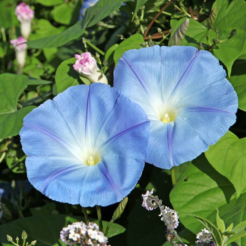 Graines d'Ipomée Light Blue Star - Ipomoea purpurea le sachet de 30 graines environ (1g)