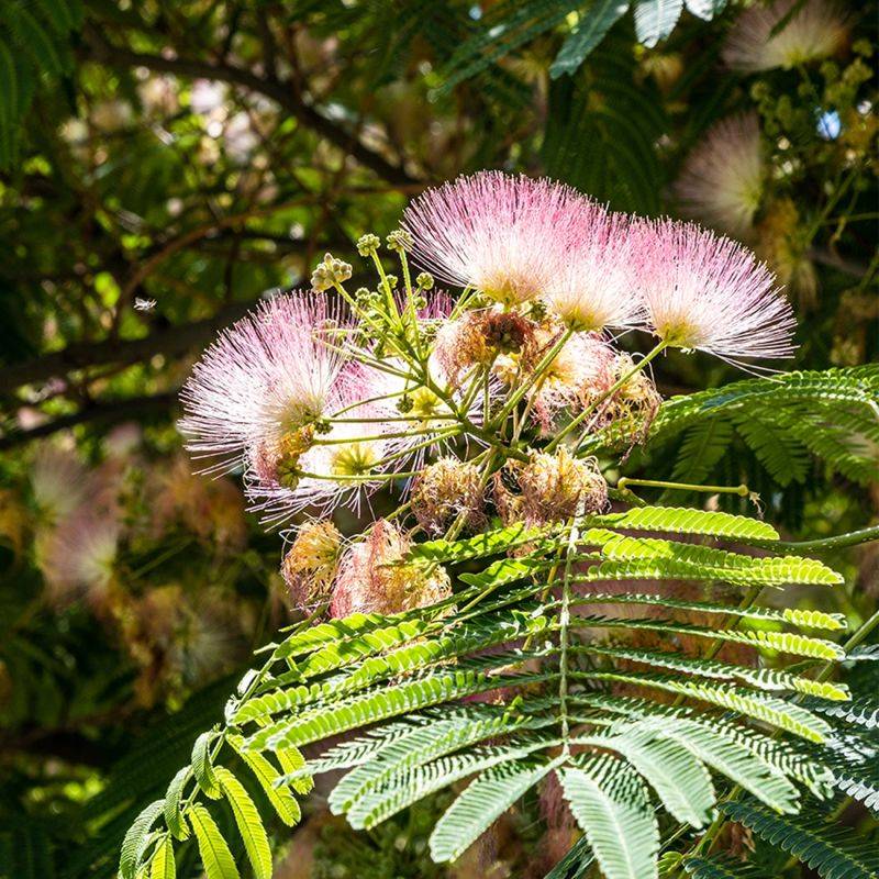 Arbre à soie (Albizia julibrissin) - Godet 9cm - Pépinières Naudet
