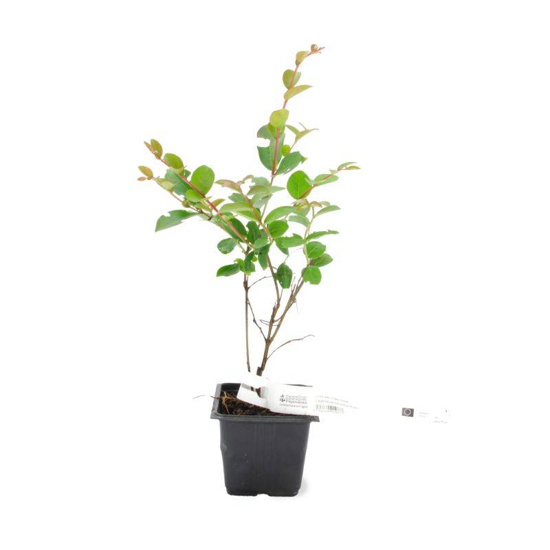 Lilas des Indes Rose (Lagerstroemia Indica) - Godet - Taille 13/25cm - Pépinières Naudet - Imagen 2