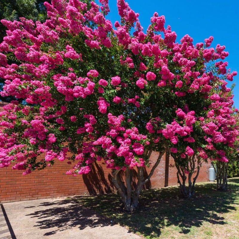 Lilas des Indes Rose (Lagerstroemia Indica) - Godet - Taille 13/25cm - Pépinières Naudet - Imagen 1
