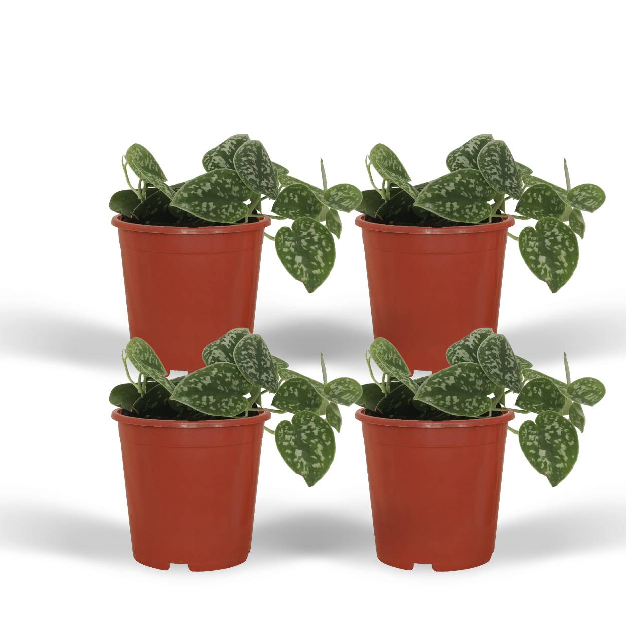 4x Scindapsus Pictus - D12 H15cm - Image 1