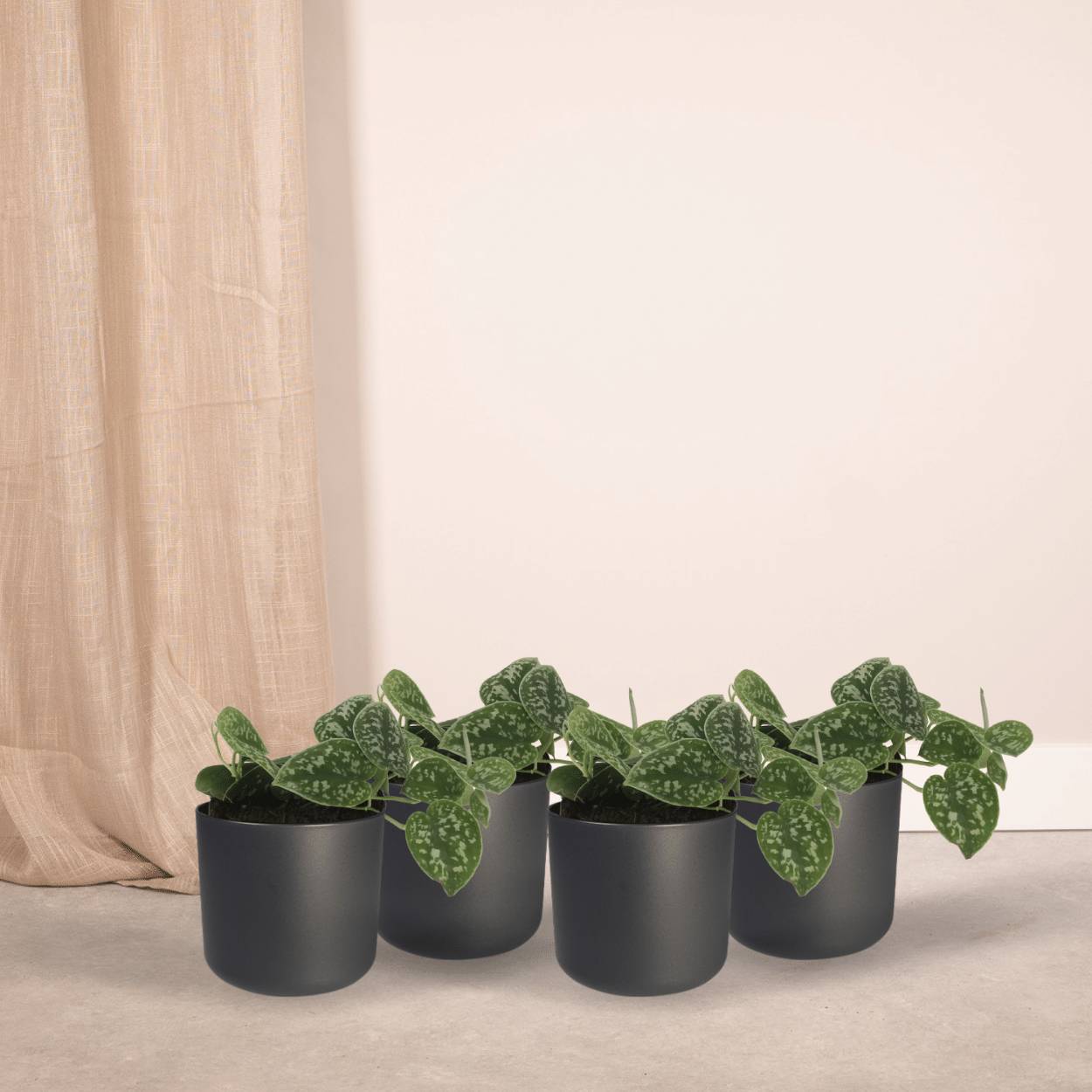 4x Scindapsus Pictus - D12 H15cm - Image 2