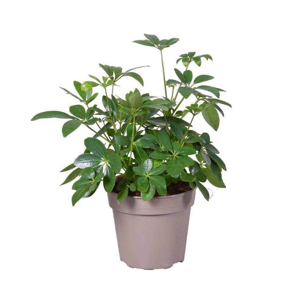 La Green Touch - Schefflera 45cm - Plante d'intérieur- La Green Touch - Imagen 1