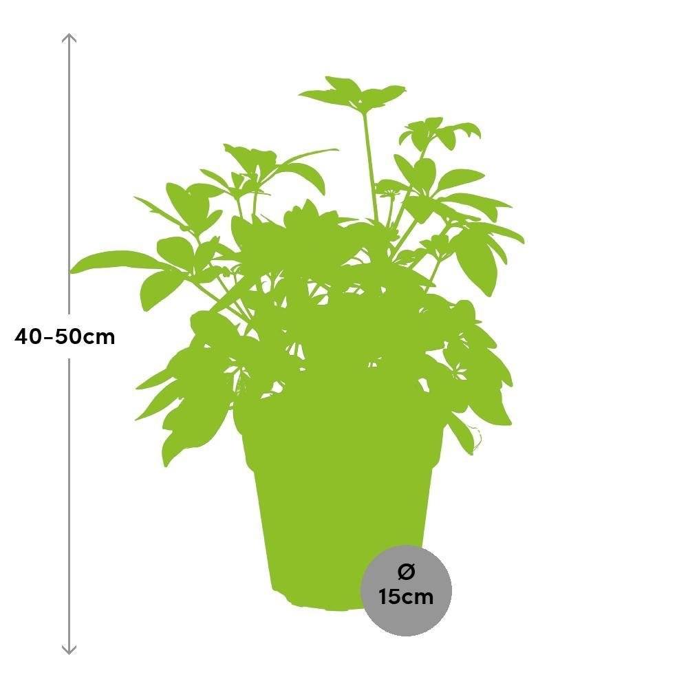 La Green Touch - Schefflera 45cm - Plante d'intérieur- La Green Touch - Imagen 3