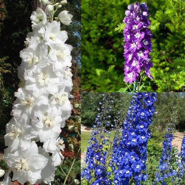 Collection Delphiniums Le Bal des Géants - Collection de 9 plantes