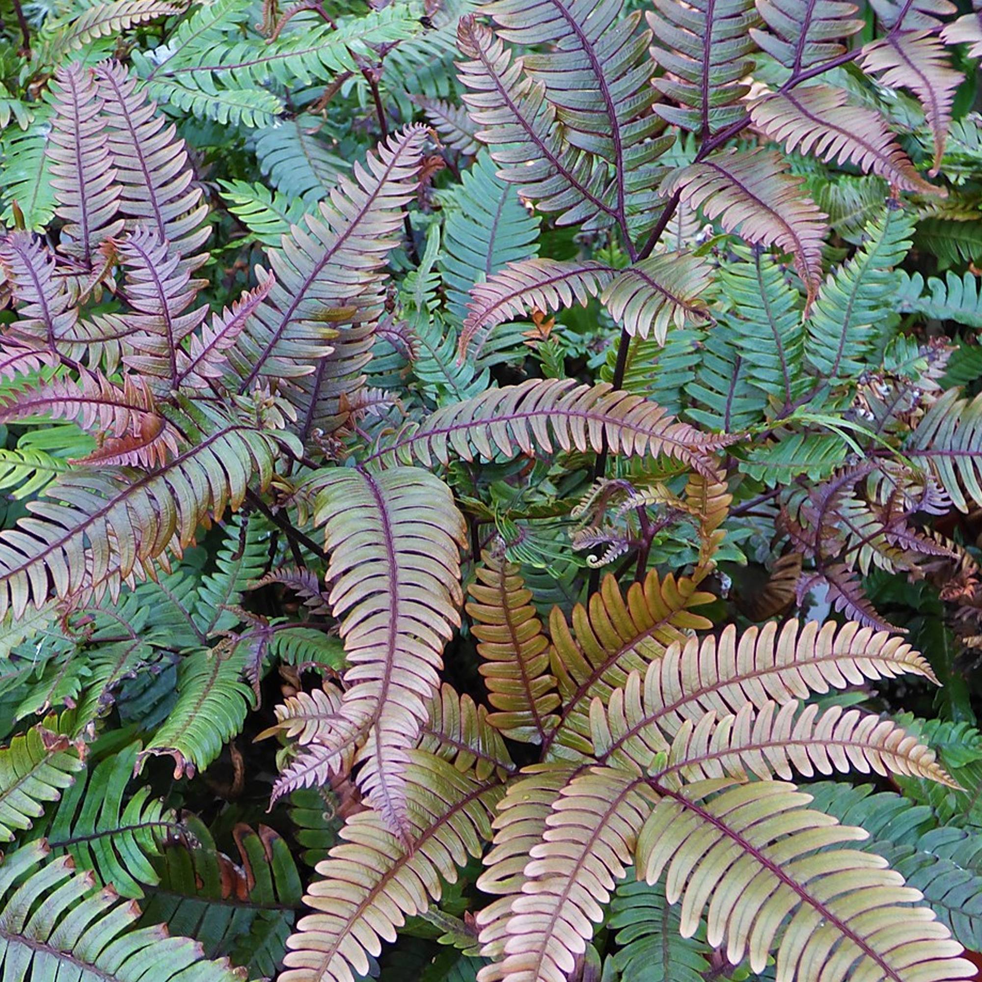 Gardenersdream - Pteris Tricolor Fougère Bien Colorée Pour La Maison Ou Le Bureau (De 25 À 35 Cm Avec Pot) - GardenersDream - Imagen 2