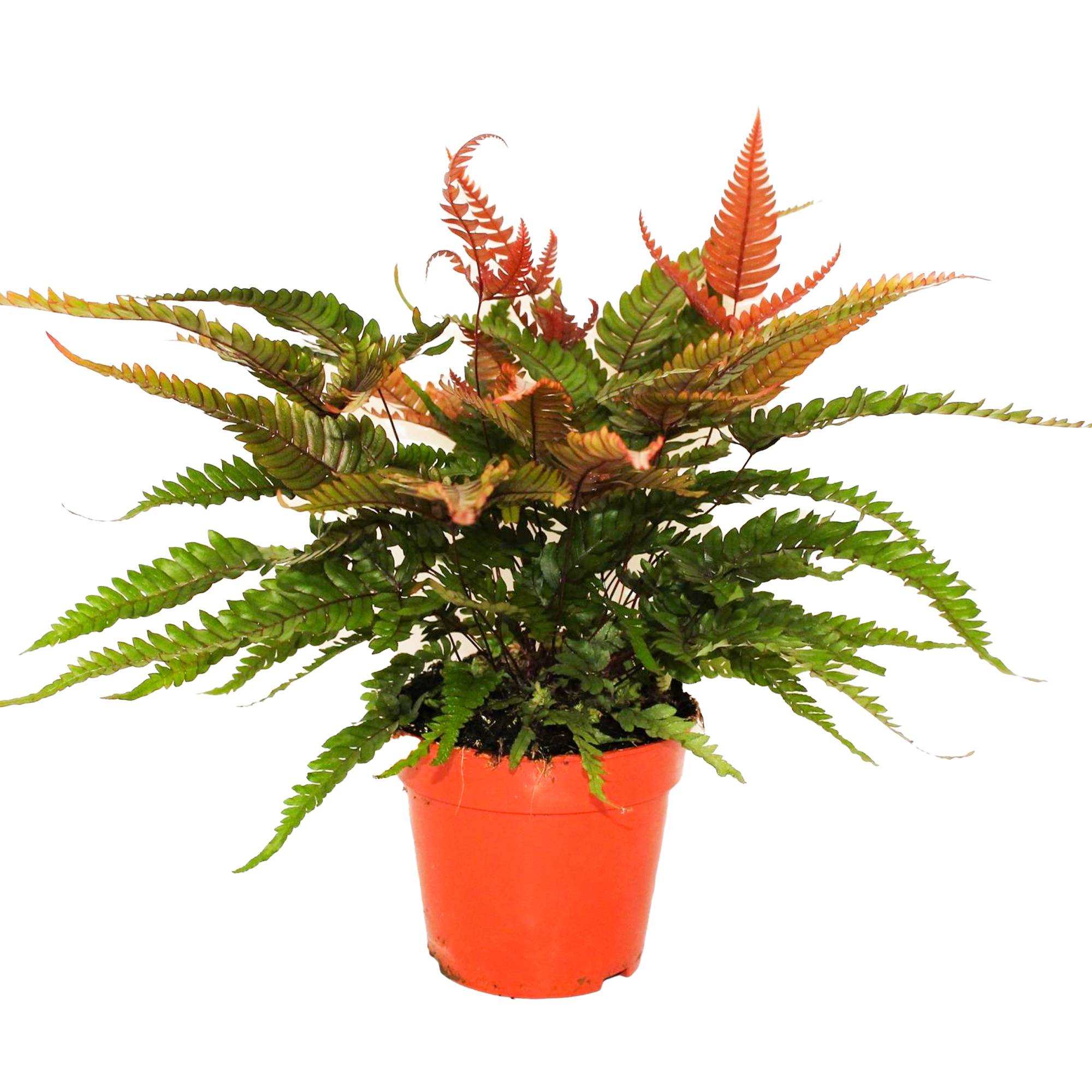 Gardenersdream - Pteris Tricolor Fougère Bien Colorée Pour La Maison Ou Le Bureau (De 25 À 35 Cm Avec Pot) - GardenersDream - Imagen 1