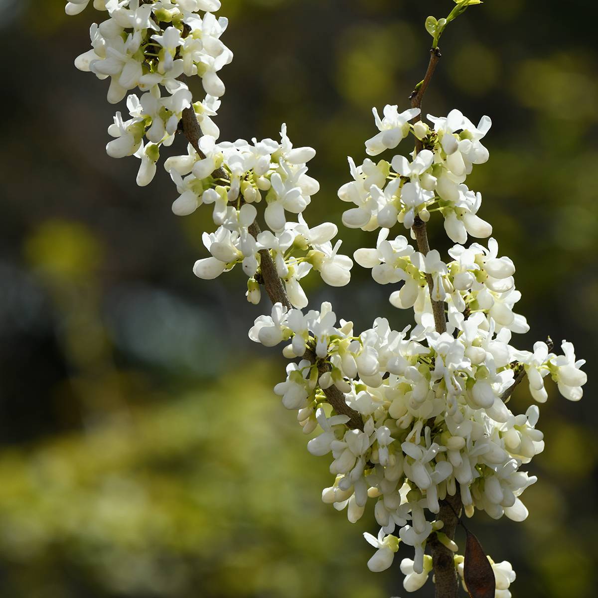 Cercis chinensis Shirobana - Gainier de Chine Pot de 4L/5L - Image 1