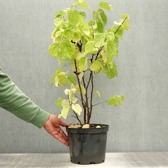 Cercis chinensis Shirobana - Gainier de Chine Pot de 4L/5L - Image 2