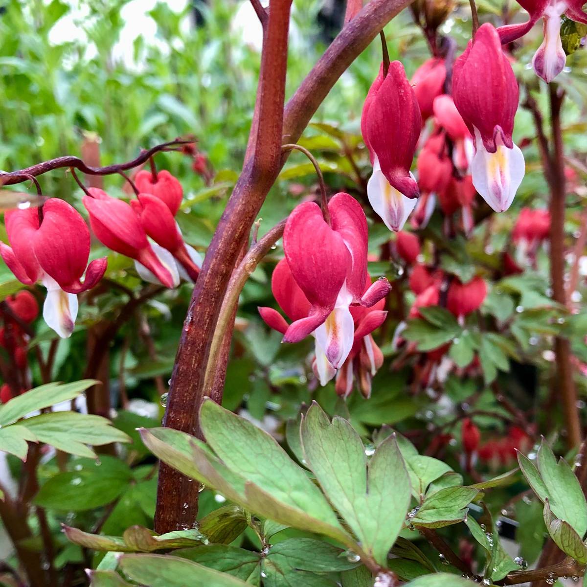 Coeur de Marie Rouge - Dicentra spectabilis Valentine Godet de 7/8 cm - Image 1