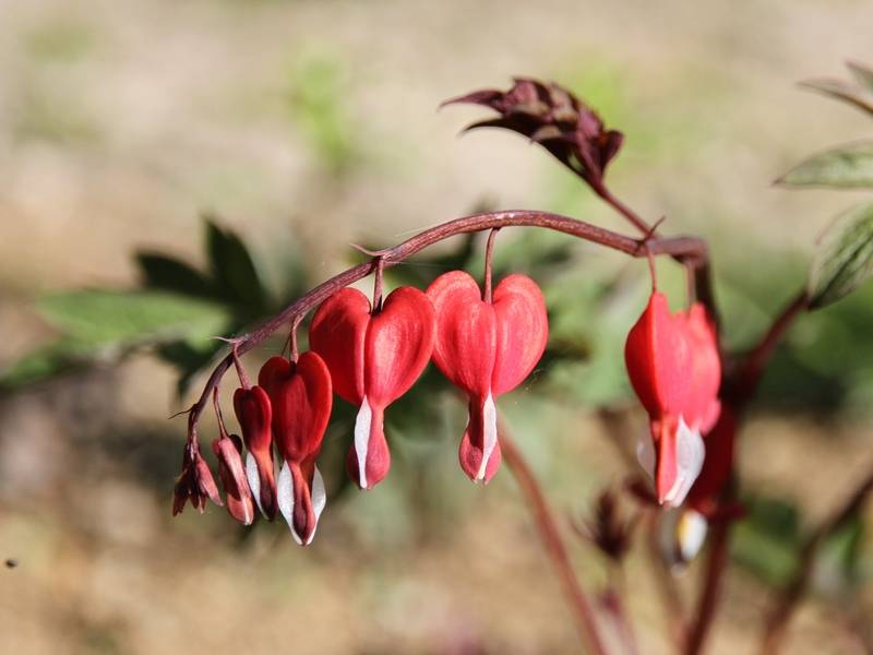 Coeur de Marie Rouge - Dicentra spectabilis Valentine Godet de 7/8 cm - Image 2