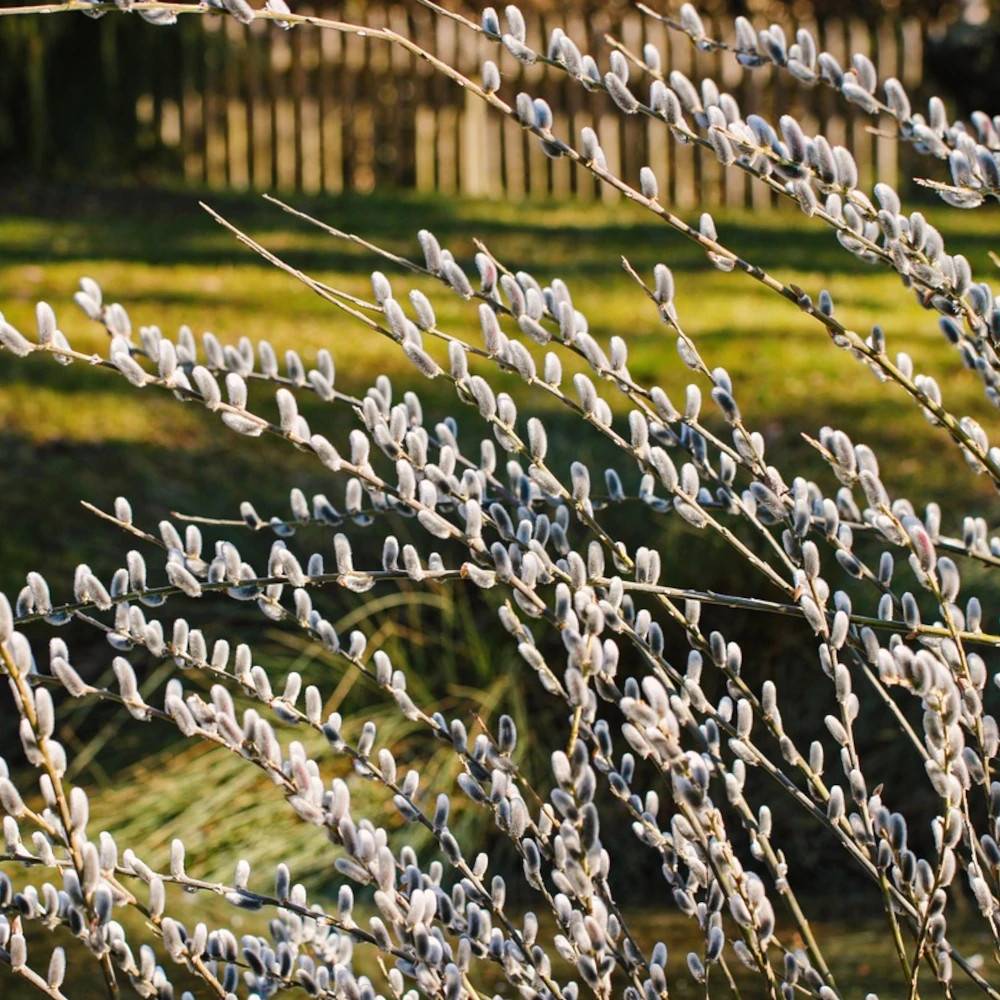 Saule marsault pleureur Kilmarnock, Salix à fleurs Jaune/Blanche - feuillage Caduc - Pot de 15L - 1/2 tige