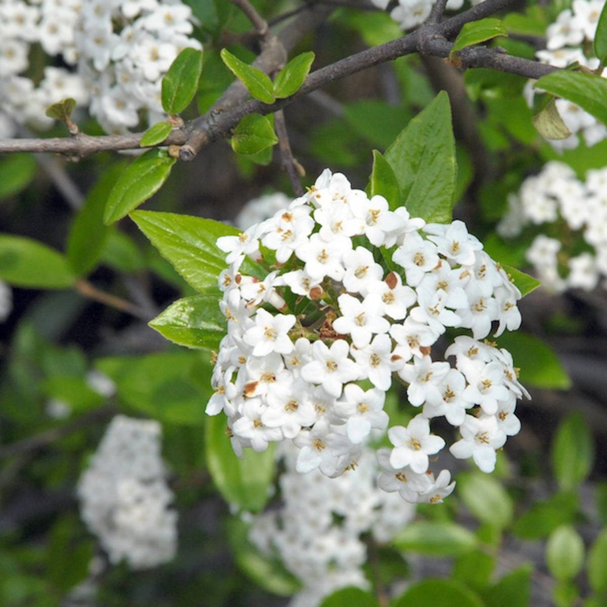 Promesse de Fleurs - Viburnum burkwoodii - Viorne de Burkwood Pot de 7,5L/10L - Image 1